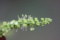 Schleichera oleosa
